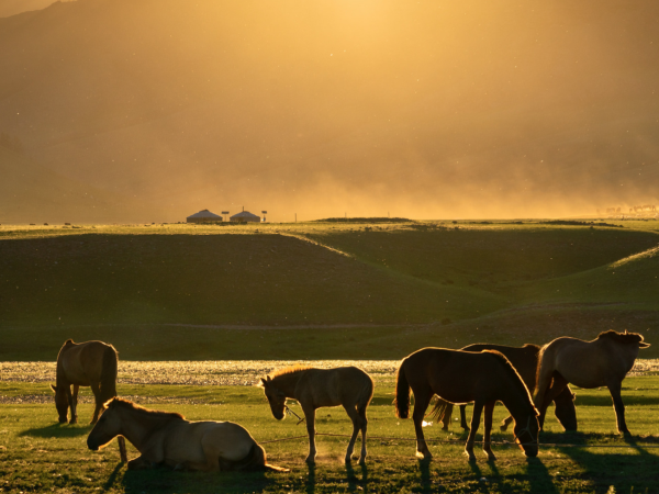 Mongolia tour, food of the Nomads