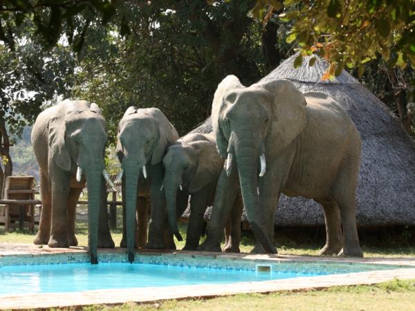 Zambia wildlife vacation, the Luangwa Valley