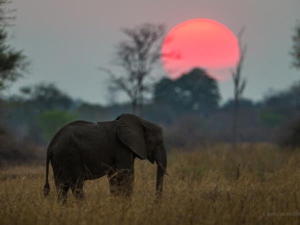 Zambia wildlife vacation, the Luangwa Valley