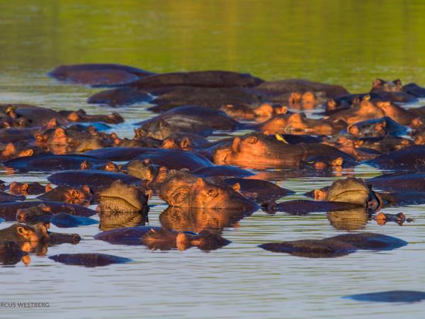 Zambia wildlife vacation, the Luangwa Valley