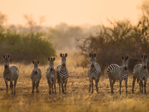 Zambia wildlife vacation, the Luangwa Valley