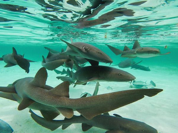 Vegan vacation in Belize, multi activity