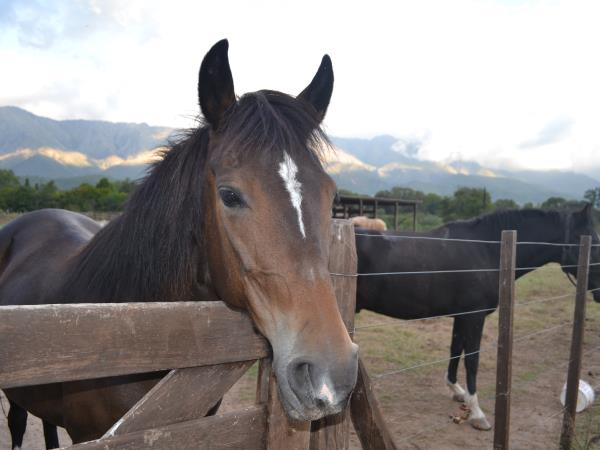Salta Valley horseridng vacation in Argentina