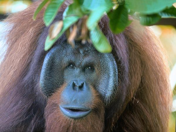 Borneo tour, Orangutans and Iban