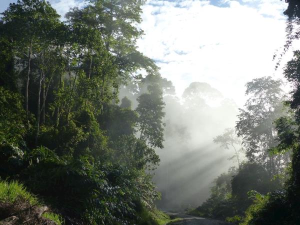 Borneo tour, Orangutans and Iban
