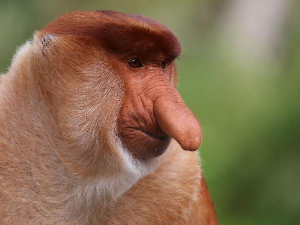 Borneo tour, Orangutans and Iban