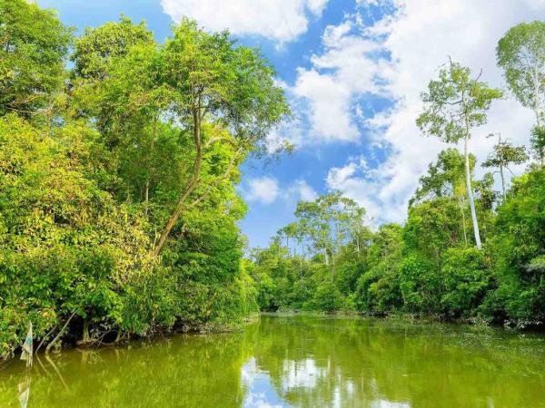 Borneo tour, Orangutans and Iban