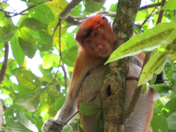 Borneo tour, Orangutans and Iban