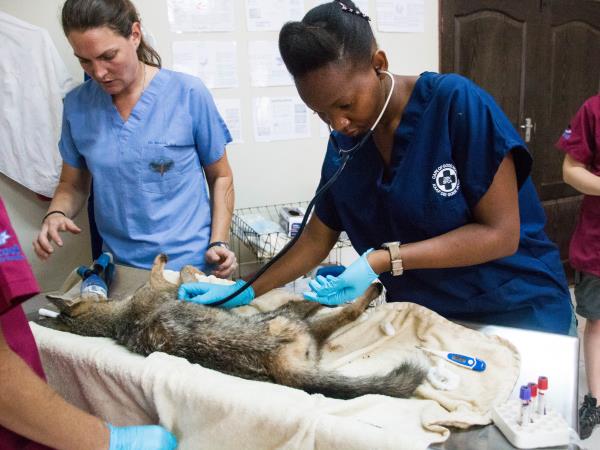 Veterinary externship in Malawi