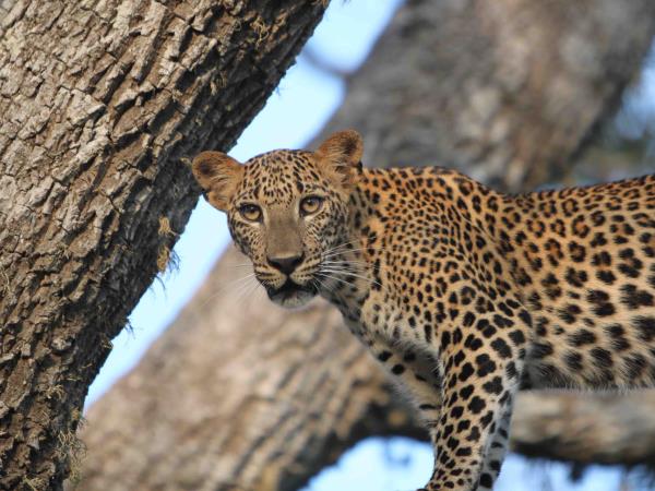 Best of Sri Lanka 21 day vacation