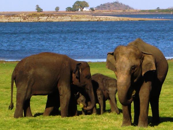 Best of Sri Lanka 21 day vacation