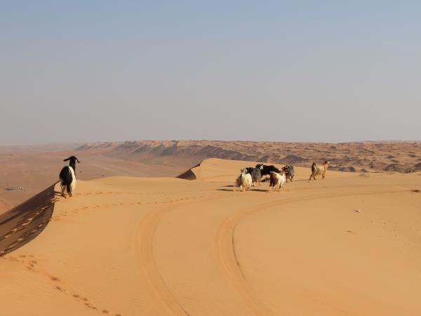 Oman vacation, Forts and Deserts of Oman