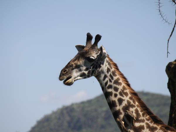Kenya safari with a beach stay