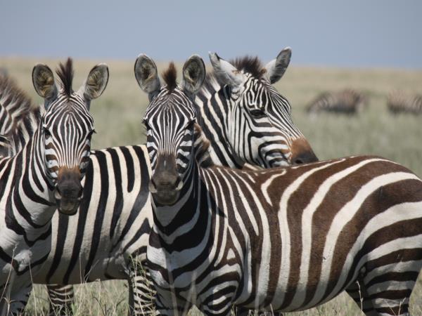 Kenya safari vacation