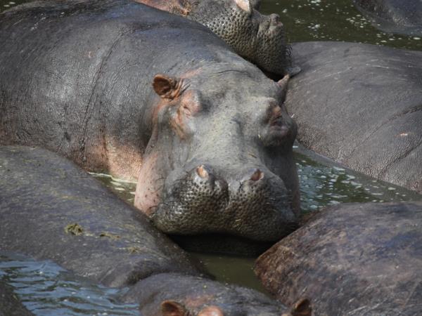 Kenya national parks safari, tailor made