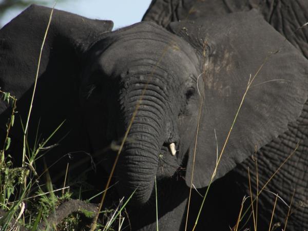 Kenya national parks safari, tailor made