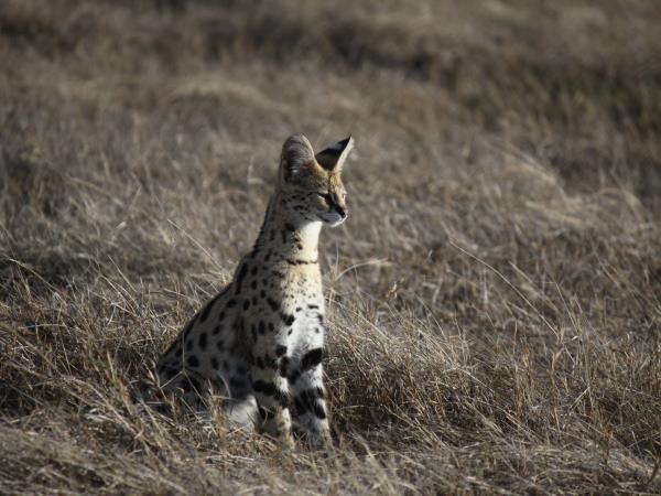 Kenya national parks safari, tailor made