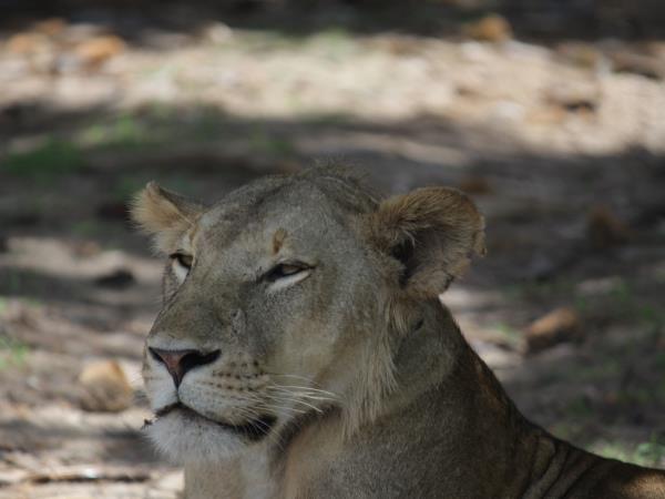 Kenya national parks safari, tailor made