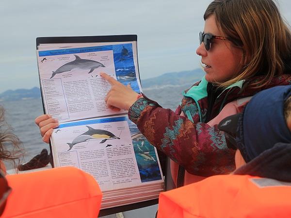 Family swimming with dolphins in the Azores