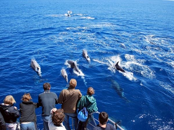Family swimming with dolphins in the Azores
