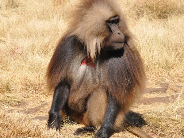 Ethiopia tours