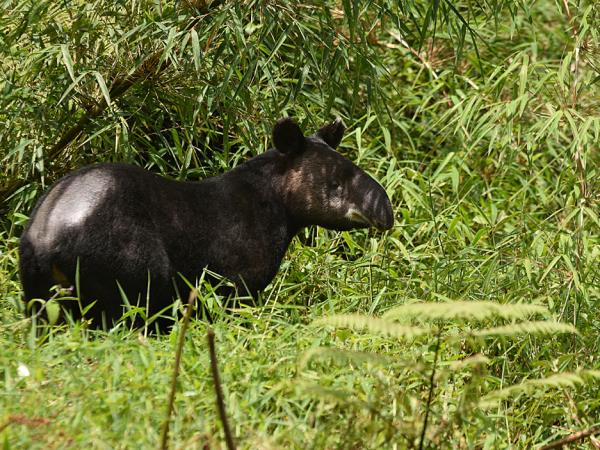 Andes wildlife tour in Ecuador