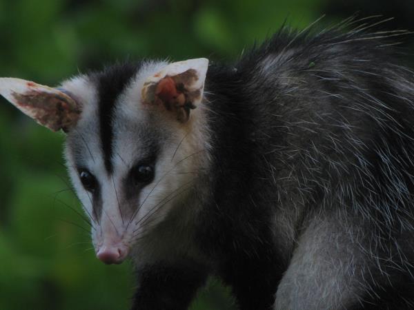 Andes wildlife tour in Ecuador