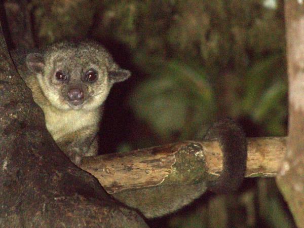Andes wildlife tour in Ecuador