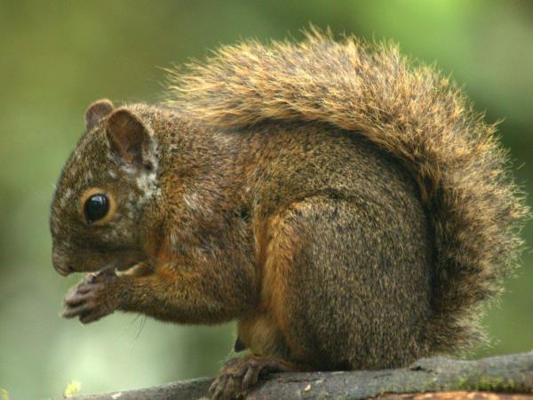 Andes wildlife tour in Ecuador