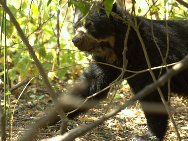 Andes wildlife tour in Ecuador