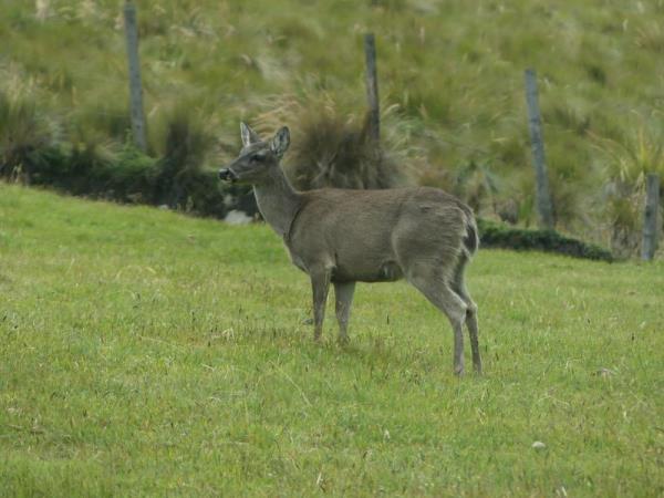 Andes wildlife tour in Ecuador