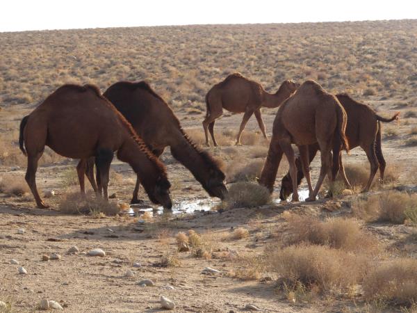 The five stans silk road vacation