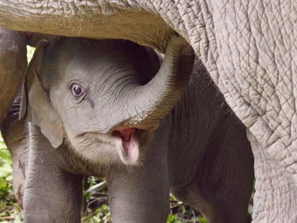 Thai cultural stay and elephant watching, short break