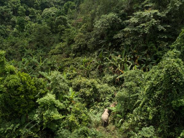 Thai cultural stay and elephant watching, short break