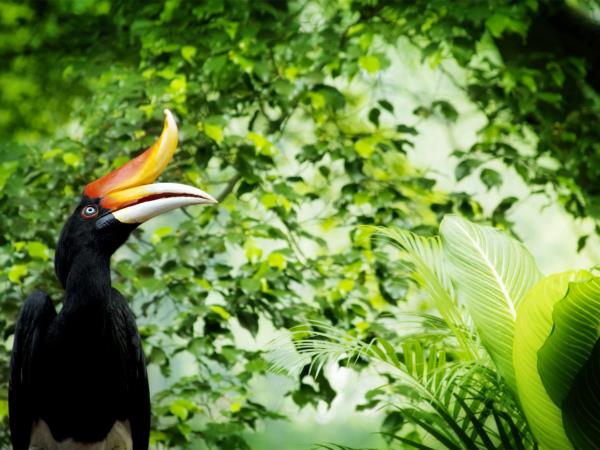Kalimantan tour, hidden Borneo