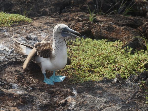 Galapagos Islands tour