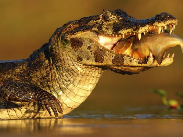 Brazil wildlife vacation, Amazon and Pantanal