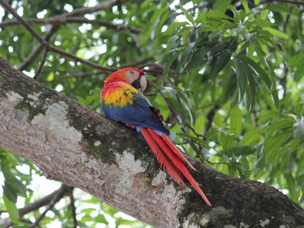 Costa Rica wildlife explorer holiday