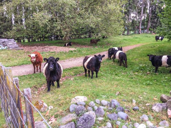 New Zealand North Island gardens tour