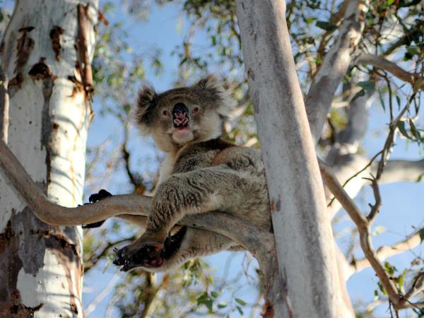 3 day Kangaroo Island wildlife tour