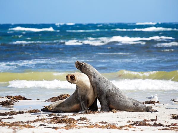 3 day Kangaroo Island wildlife tour