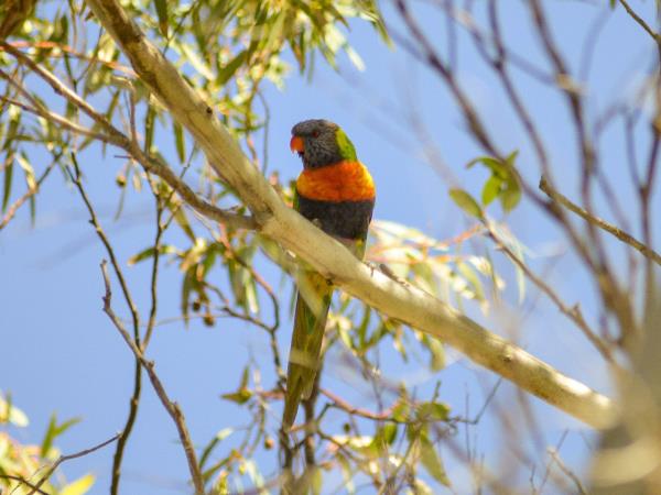 3 day Kangaroo Island wildlife tour