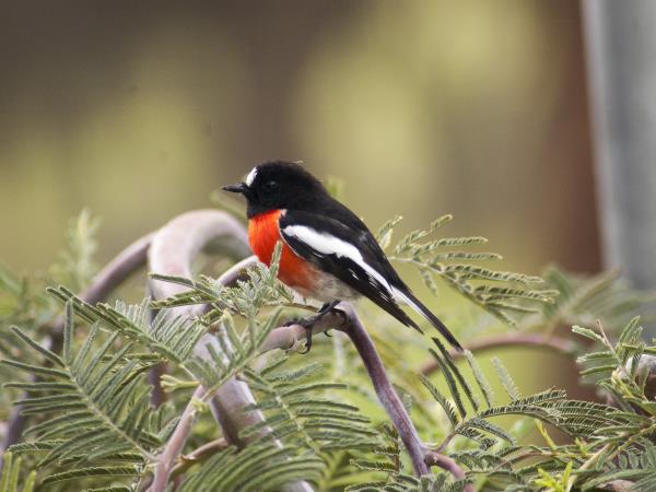 3 day Kangaroo Island wildlife tour