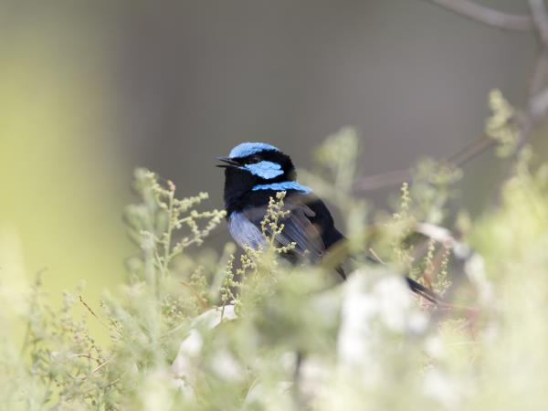 3 day Kangaroo Island wildlife tour