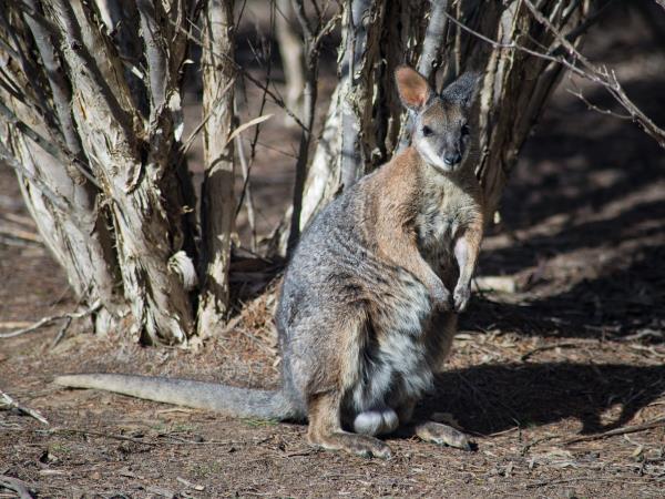 3 day Kangaroo Island wildlife tour