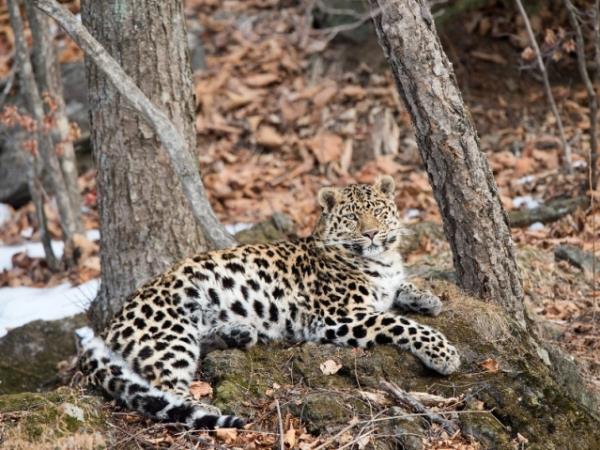 Track leopards and tigers in Siberia