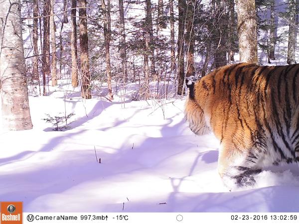Track leopards and tigers in Siberia