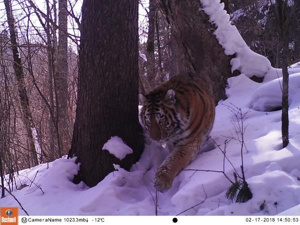 Track leopards and tigers in Siberia