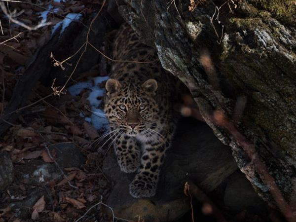 Track leopards and tigers in Siberia
