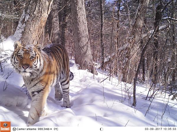 Track leopards and tigers in Siberia